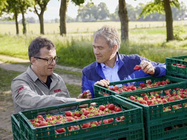 Stefan Lenk und Eberhard Schmücker betrachten die geernteten Erdbeeren. 