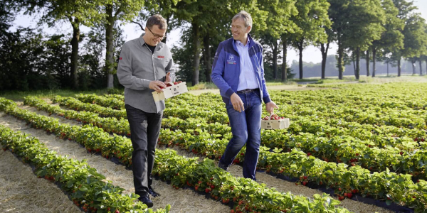Landwirt Eberhard Schmücker und REWE Kaufmann Stefan Lenk spazieren über ein Erdbeerfeld.