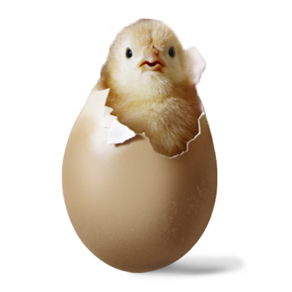 Ein kleines Küken schlüpft gerade aus seinem Ei. 