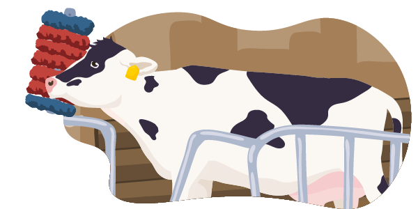 Eine Milchkuh im Stall. Sie hat deutlich mehr Platz als gesetzlich vorgeschrieben. Die Kuh scheuert sich an einer großen Bürste.