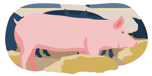 Ein illustriertes Schwein im Stall. Die Bedingungen erfüllen Haltungsstufe 2. Das Tier hat etwas mehr Platz als gesetzlich vorgeschrieben. Auf dem Boden liegt Stroh als Beschäftigungsmaterial. 