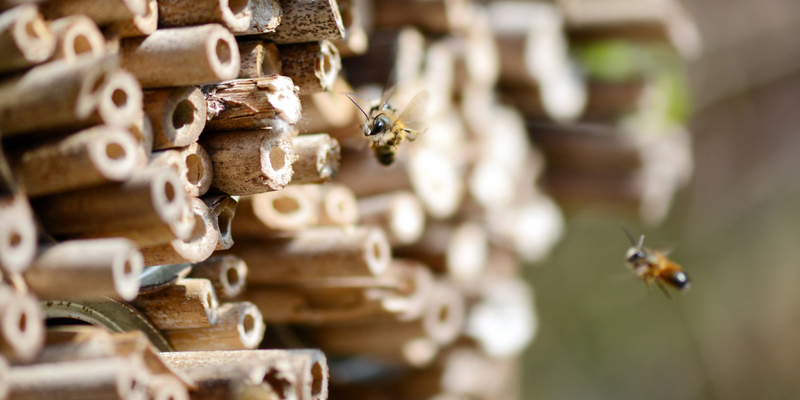 Eine Biene fliegt auf ein Insektenhotel zu