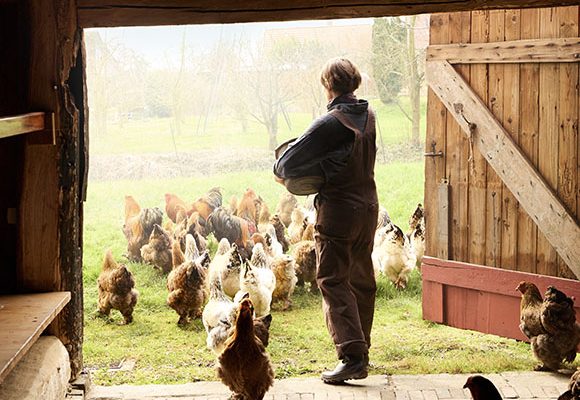 Eine Landwirtin lässt eine Schar Hühner aus dem Stall ins Außengehege. 