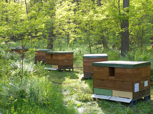 Mehrere Bienenstöcke im Wald. 