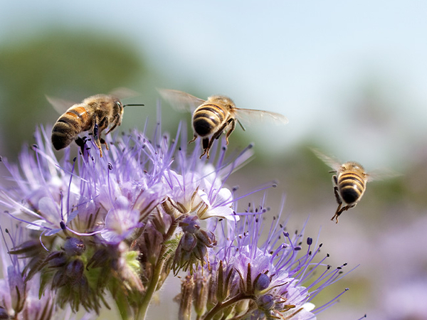 Der Nektar der Akazienblüten ist die Basis für einen sehr milden und klaren Honig. Die Bienenvölker reisen in ihren Bienenstöcken den Blüten hinterher.