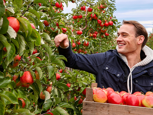 Ein lächelnder Landwirt zwischen Apfelbäumen. Er trägt eine Kiste voll reifer Früchte. Gerade pflückt er einen Apfel.