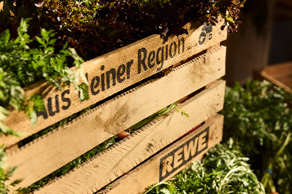 Eine Hand zieht mehrere regionaler Radieschen aus der Erde. 