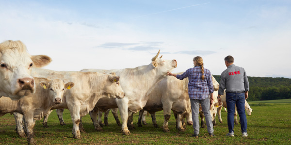 Eine Landwirtin und ein REWE Mitarbeiter mit einer Herde Rinde. Die Landwirtin streichelt eines der Tiere am Kopf.