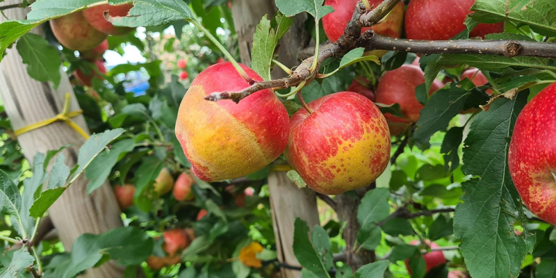 Äpfel mit optischen Eigenheiten am Baum.