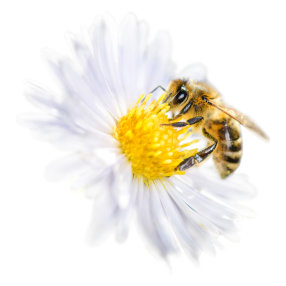Biene sitzt auf einer Blume