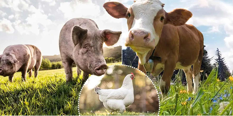Fotokollage aus einer Kuh, zwei Scheinen und einem Huhn