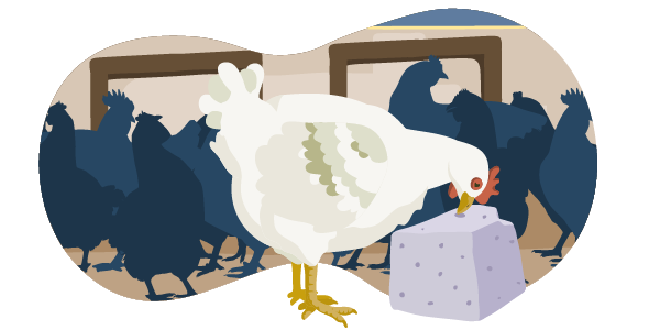 Die Illustration zeigt ein Hähnchen im Stall. Die Bedingungen entsprechen Haltungsstufe 2. Die Vögel haben etwas mehr Platz als bei Haltungsstufe 1. Das Hähnchen pickt an einem Pickstein.