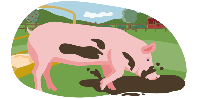 Ein illustriertes Schwein in Bio-Haltung. Es wühlt auf einer Wiese im Matsch. Die Bedingungen entsprechen den Vorgaben der Haltungsstufe 5.