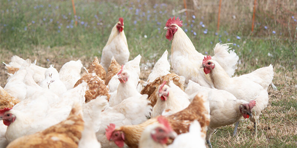 Eine Herde Zweinutzungshühner im Freigehege. Die Tiere suchen im Gras nach Futter.