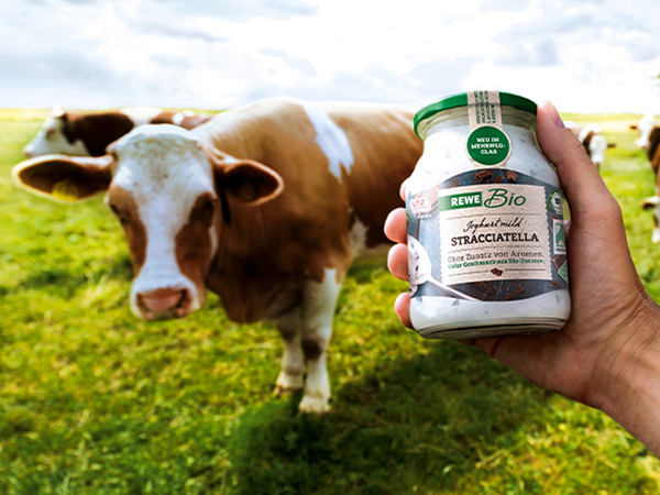 Eine Hand hält ein Mehrweg-Glas REWE Bio Joghurt Stracciatella ins Bild. Im Hintergrund steht eine Herde Milchkühe auf der Weide.