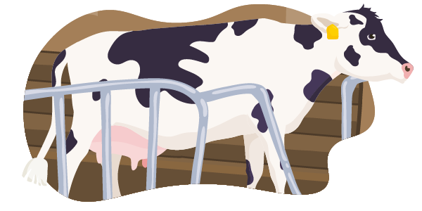 Eine Milchkuh liegt im Stall. Das Tier hat etwas mehr Platz als gesetzlich vorgeschrieben.