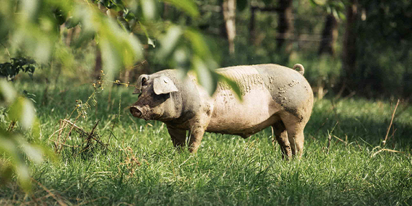 Ein Schwein grast auf einer Weide.