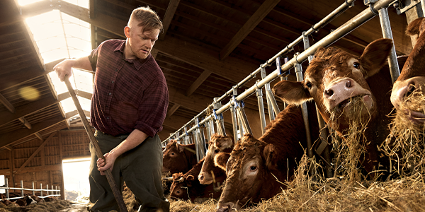 In einem hellen, luftigen Stall. Ein regionaler Landwirt füttert Rinder mit Heu. 