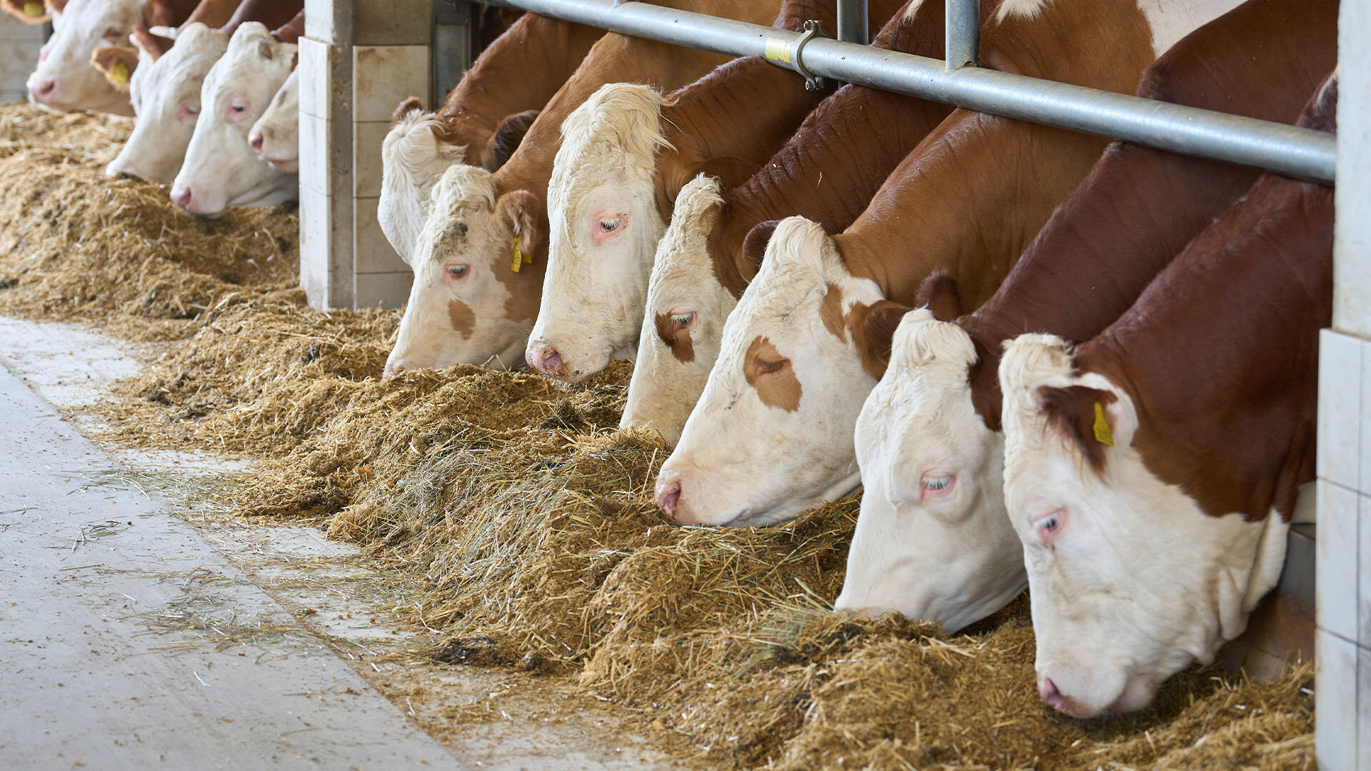 Mehrere Rinder stehen in einem hellen, luftigen Stall. Tageslicht fällt hinein. Die Tiere fressen Heu. Die Bedingungen entsprechen Haltungsstufe 2. 