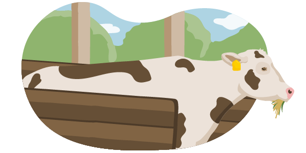 Die Illustration zeigt ein Rind, das nach den Vorgaben der Haltungsstufe 3 gehalten wird: Es hat mehr Platz im Stall als bei Haltungsstufe 1 und 2. Durch die offene Seite des Stalls sieht man den Himmel und Bäume. Das Rind kaut gentechnikfreies Futter.
