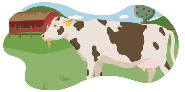 Die Illustration zeigt ein Rind, das nach den Vorgaben der Haltungsstufe 4 gehalten wird. Diese entspricht der Bio-Haltung. Das Rind steht auf der Weide. Im Hintergrund ist der Stall zu sehen.