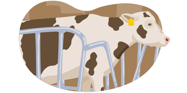 Die Illustration zeigt ein Rind, das nach den Vorgaben der Haltungsstufe 1 gehalten wird: Es steht im Stall, hat weder Scheuermöglichkeiten noch zusätzlichen Platz oder Auslauf.
