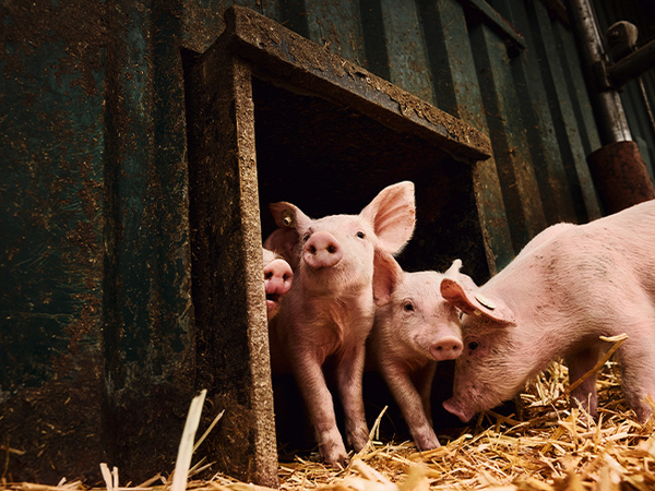 Ein paar Schweine im geräumigen, hellen Stall. Die Tiere laufen neugierig auf die Kamera zu. Auf dem Stallboden liegt eine dicke Schicht frisches Stroh.