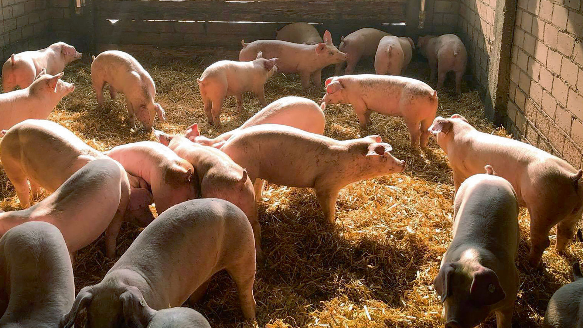 Mehrere Schweine im hellen, luftigen Stall. Auf dem Boden liegt eine dicke Schicht Stroh. 