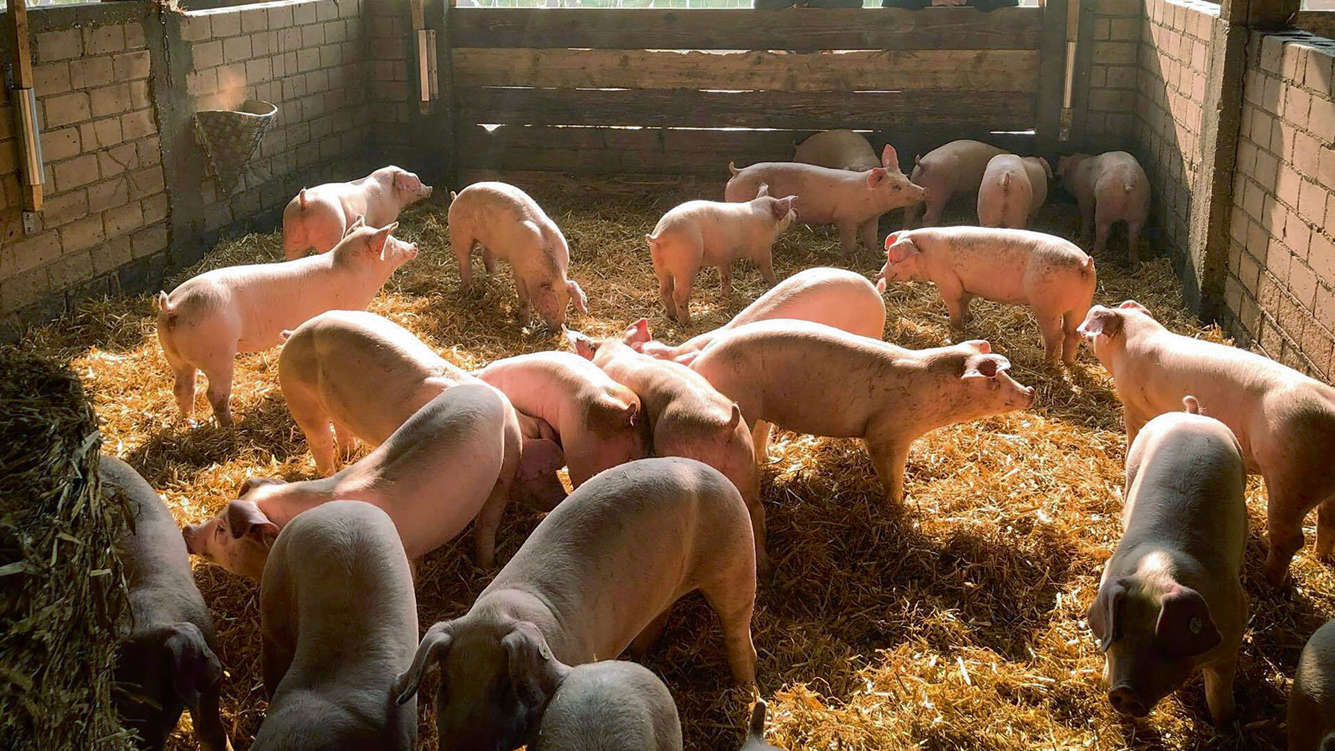 Mehrere Schweine im hellen, luftigen Stall. Auf dem Boden liegt eine dicke Schicht Stroh. 