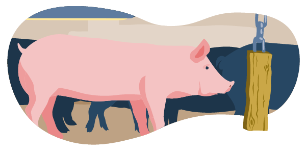 Ein illustriertes Schwein im Stall. Die Bedingungen entsprechen Haltungsstufe 1. Das Tier hat ein Stück Holz an einer Kette als Beschäftigungsmaterial.