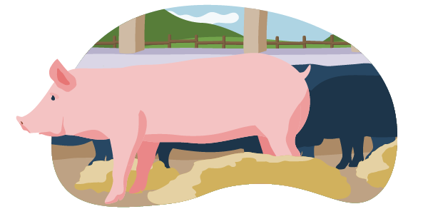 Ein illustriertes Schwein im Offenfrontstall. Das Tier kann nach draußen schauen und bekommt frische Luft. Auf dem Boden liegt Stroh. Die Bedingungen entsprechen Haltungsstufe 3.