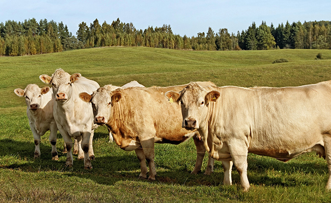 Vier Rinder stehen am Zaun einer hügeligen Weide. Dahinter beginnt ein Waldstück.