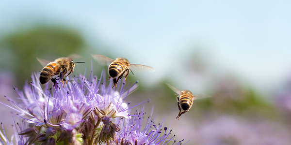 Mehrere Wildbienen landen auf einer Blüte. 