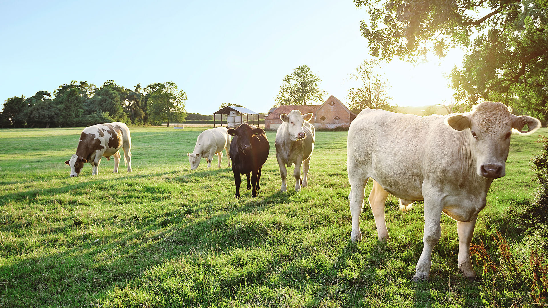 Eine Herde Kühe aus Bio-Haltung grast auf einer sonnigen Weide. 