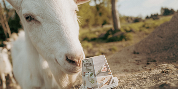 Eine von Franz Haslehners Ziegen stupst eine Packung REWE Bio Ziegenfrischkäse mit der Nase an.