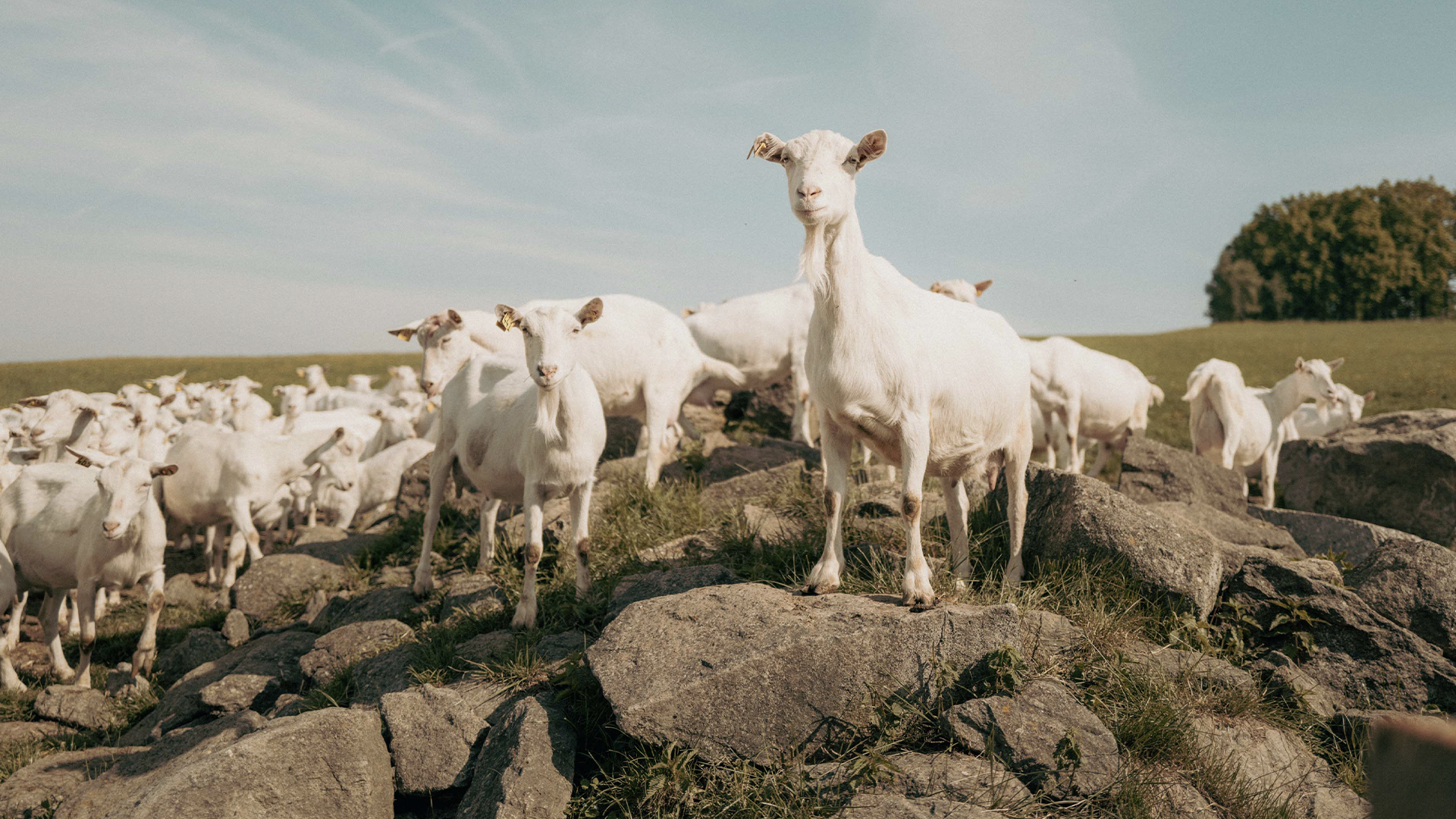 Franz Haslehners Ziegenherde grast auf einer Bergwiese. Einige Tiere sind auf große Steine geklettert und schauen neugierig auf die Kamera herunter.