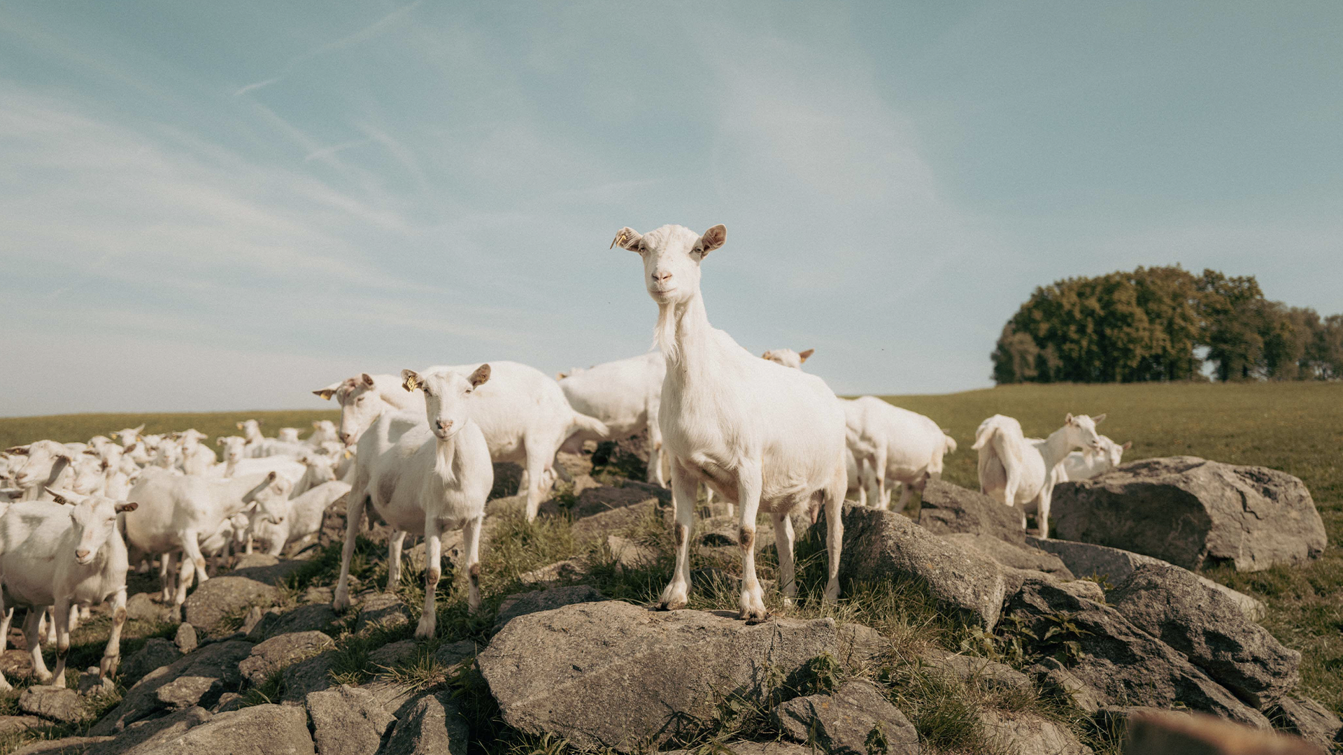 Franz Haslehners Ziegenherde grast auf einer Bergwiese. Einige Tiere sind auf große Steine geklettert und schauen neugierig auf die Kamera herunter.