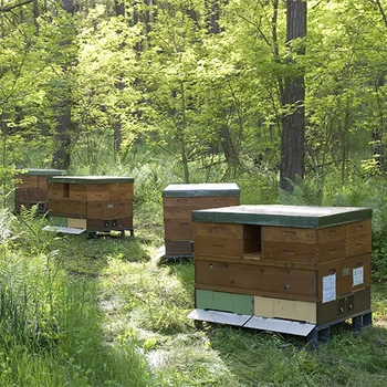 Einige Bienenstöcke der Wanderimkerei stehen im Wald. 