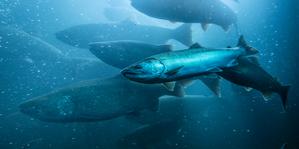 Mehrere gesunde Bio-Lachse im Wasser.