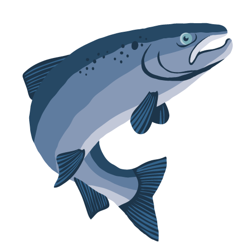 Lachs Illustration