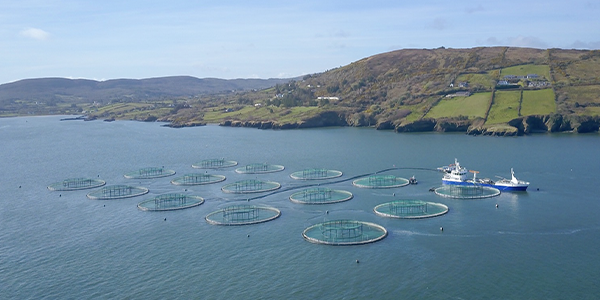 Eine Bio-Lachsfarm in Irland. 