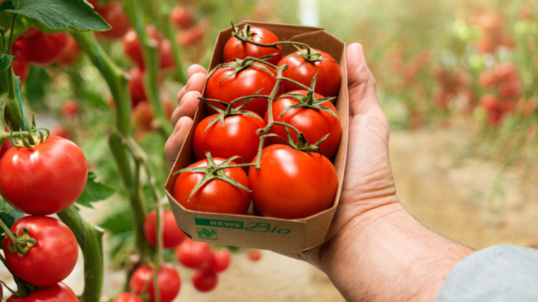 Ein sonniges Tomatenfeld. Eine Hand hält REWE Bio Tomaten ins Bild.    