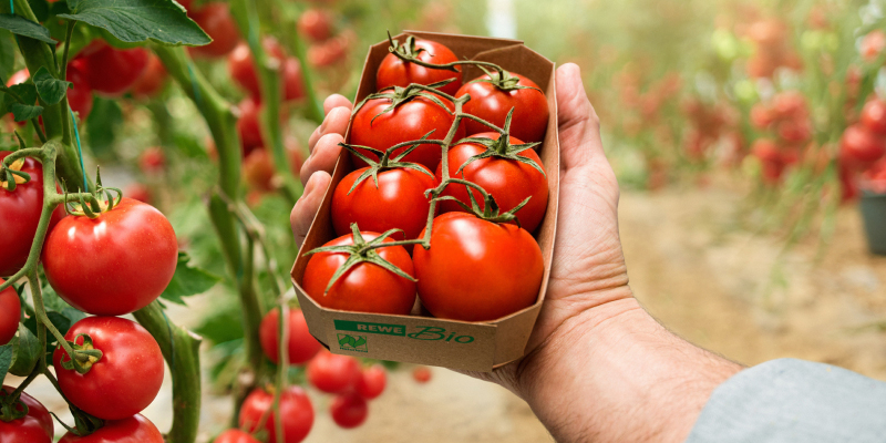 Ein sonniges Tomatenfeld. Eine Hand hält REWE Bio Tomaten ins Bild.    