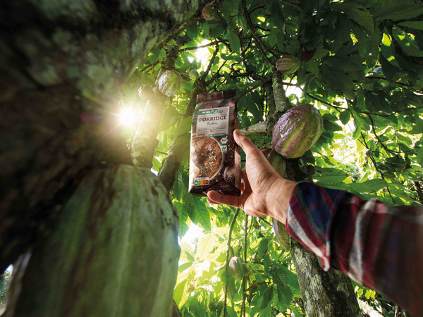 Warme Sonnenstrahlen fallen durch die dichten Blätter eines Kakaobaums. Eine Hand hält eine Packung REWE Bio Porridge Kakao in Richtung der frischen Kakaoschoten. 