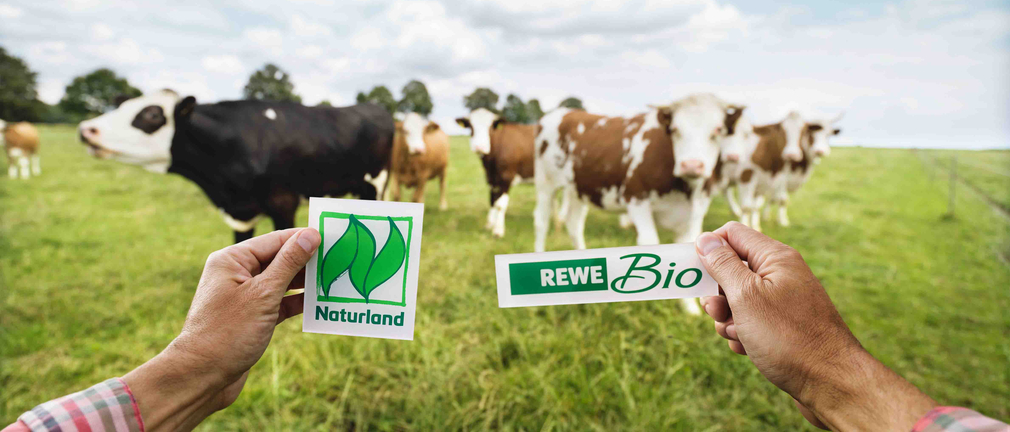 Eine Herde Bio-Kühe steht auf der Weide. Zwei Hände halten kleine Papierschilder ins Bild. Eines trägt das Naturland, das andere das REWE Bio Logo. 