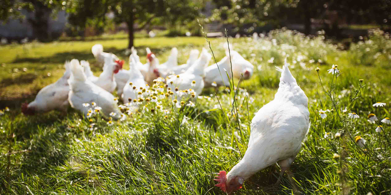 Bio-Hühner picken auf einer sonnigen Wiese nach Futter. 
