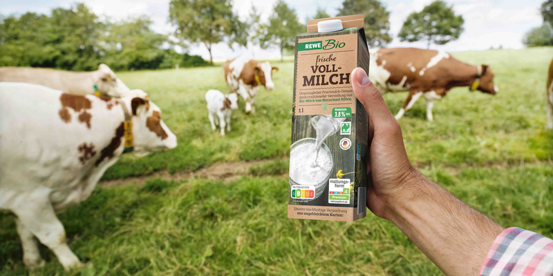 Eine Herde Bio-Kühe auf der Weide. Eine Hand hält eine Packung REWE Bio frische Weidemilch ins Bild.