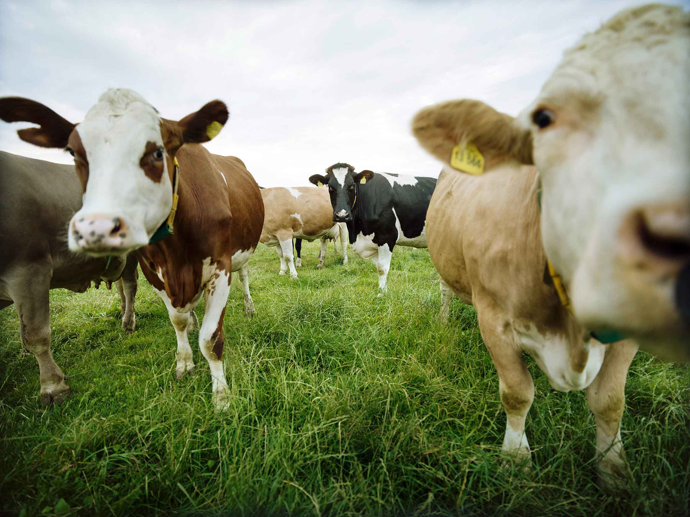 Eine Herde Bio-Kühe auf der Weide. Sie schauen neugierig in die Kamera und strecken ihr die Köpfe entgegen.