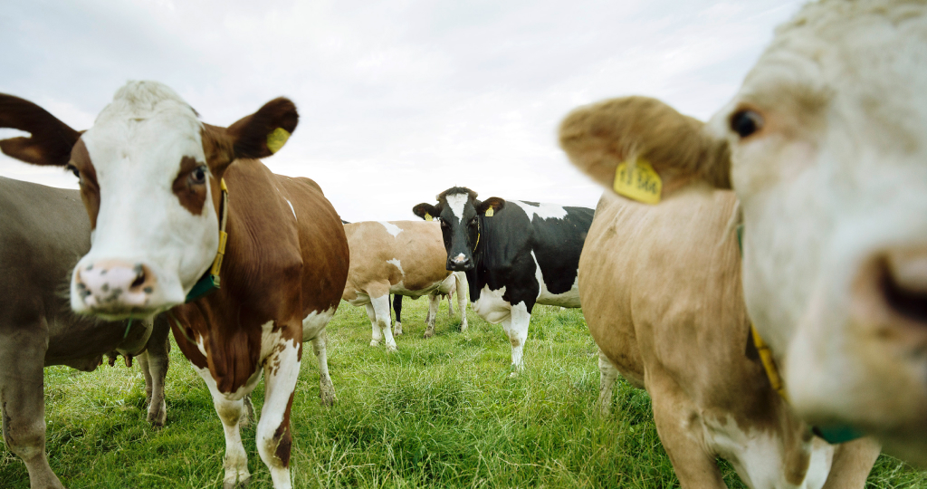 Eine Herde Bio-Kühe auf der Weide. Sie schauen neugierig in die Kamera und strecken ihr die Köpfe entgegen.