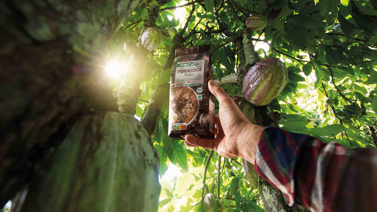Die Sonne fällt durch die Blätter eines Kakaobaums. Eine Hand hält eine Packung REWE Bio Porridge Kakao hoch. 